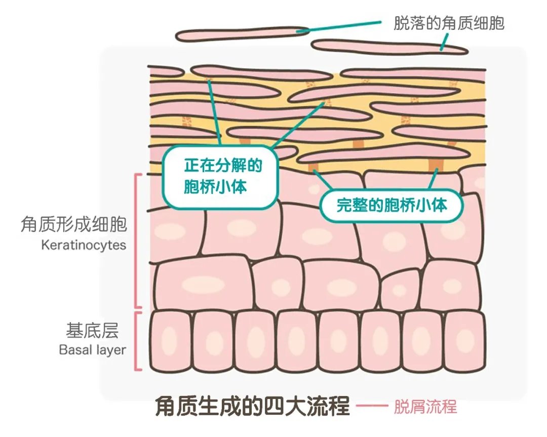 脂肪粒"是一种因为皮肤表面角质异常,皮肤角蛋白被困在皮肤表面下,而